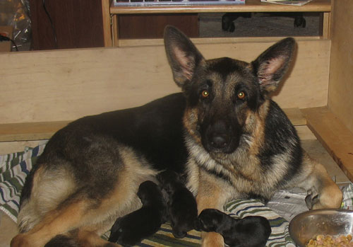zafrapups